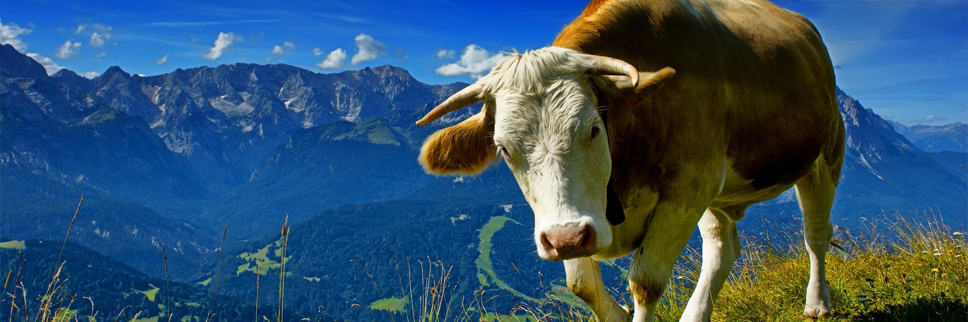 FᏞᏌᏆᎠᏚ banner