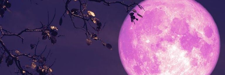 komamecookie's profile banner image