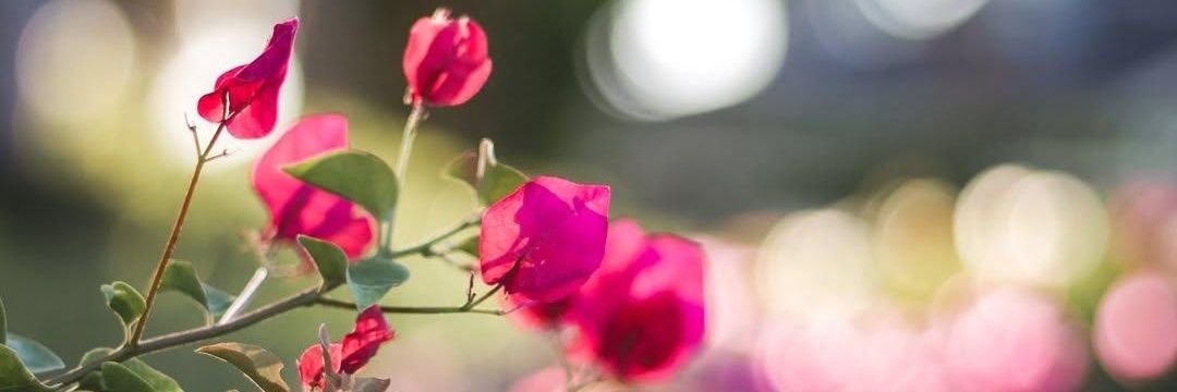 Geraldiиe Aиgulo banner