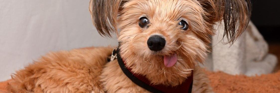 FunnyPets_'s profile banner image