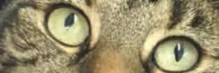ChadMayoh's profile banner image