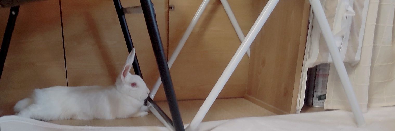 しーちゃん banner