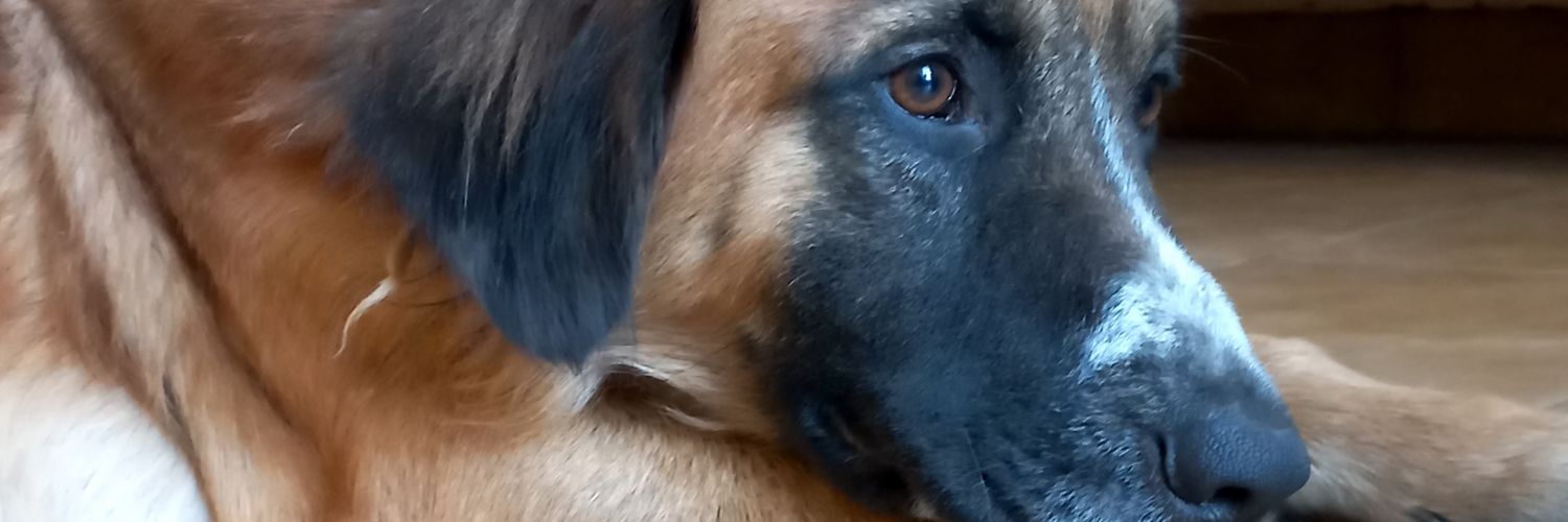 candekaiser's profile banner image