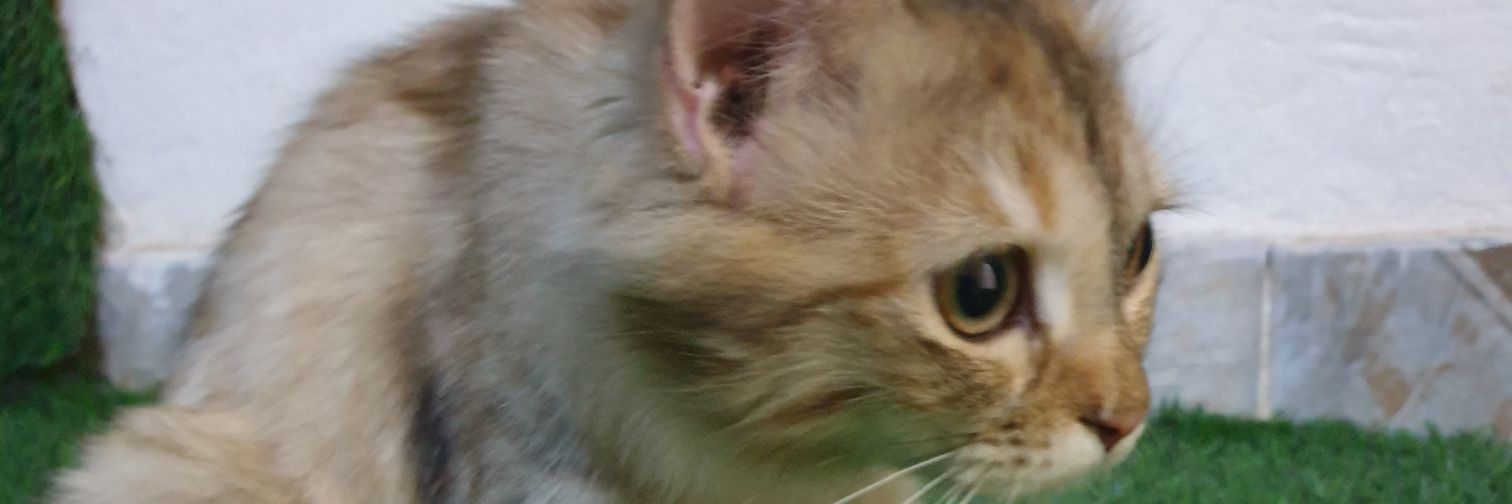 m444hamed's profile banner image
