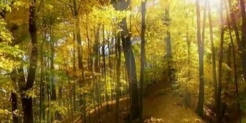 jmarque21960258's profile banner image