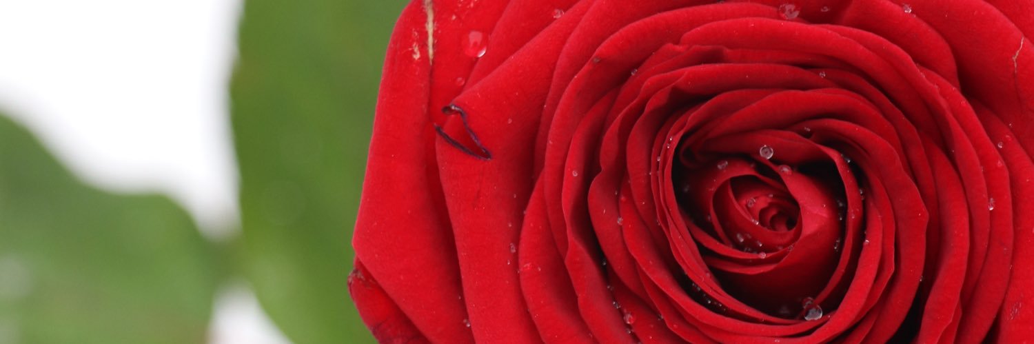RssLoveX's profile banner image