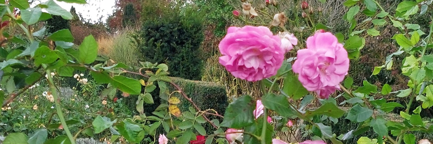 Carly__'s profile banner image