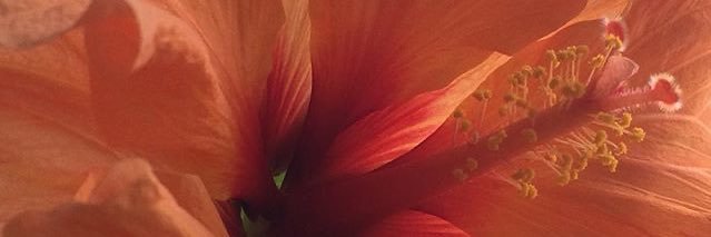 nncarrillo's profile banner image