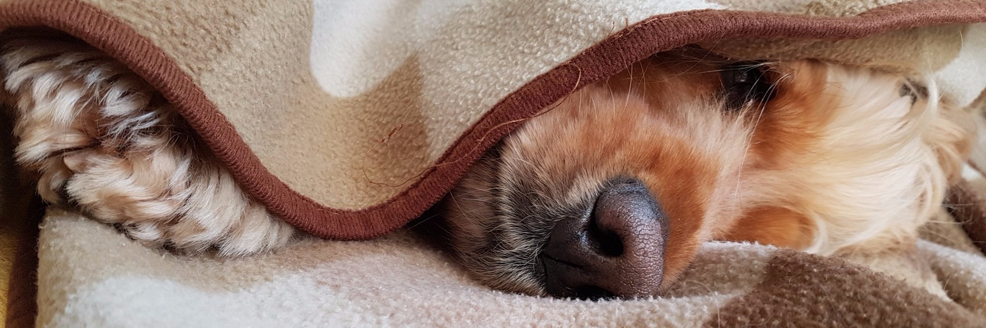 T Kingsley-Smythe banner