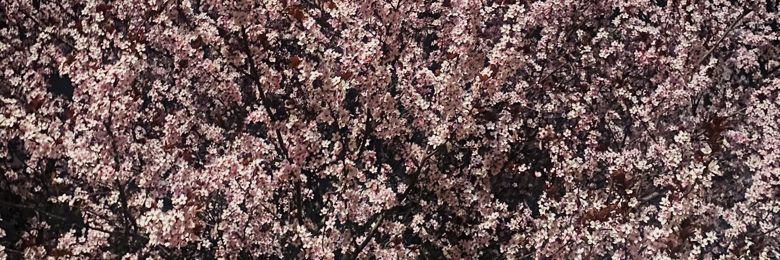 damlcskn's profile banner image