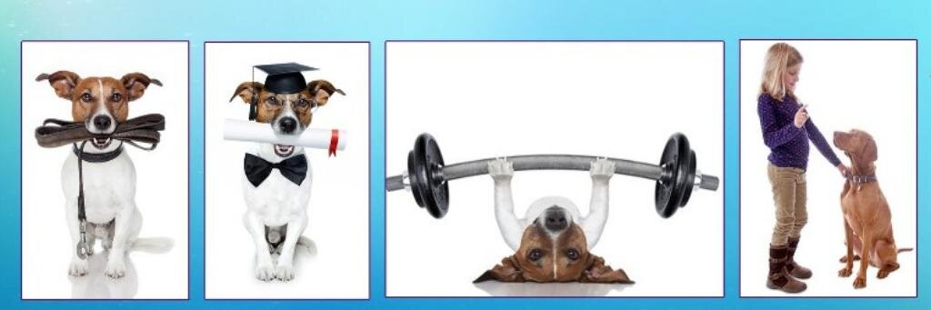 educarelperro's profile banner image