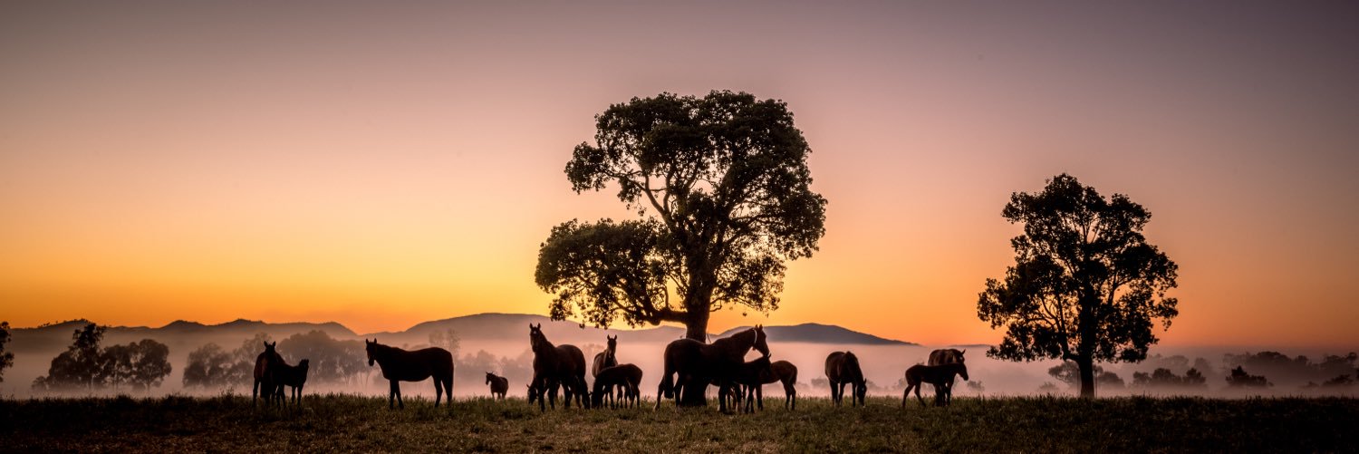 joan_faras's profile banner image