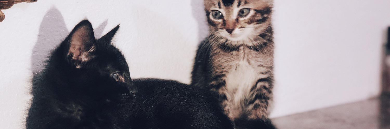 DaniaaaaB's profile banner image