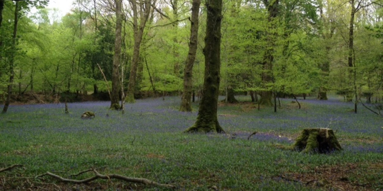 Alexandra McGuinness banner