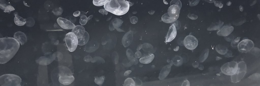 merynmcz's profile banner image