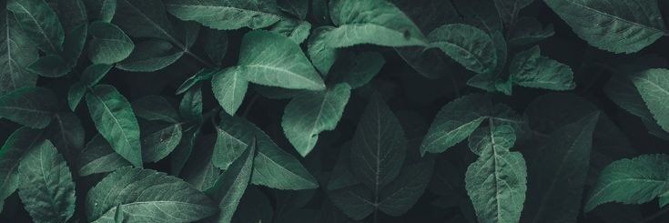 franirenne's profile banner image