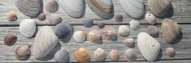 beachinnc's profile banner image