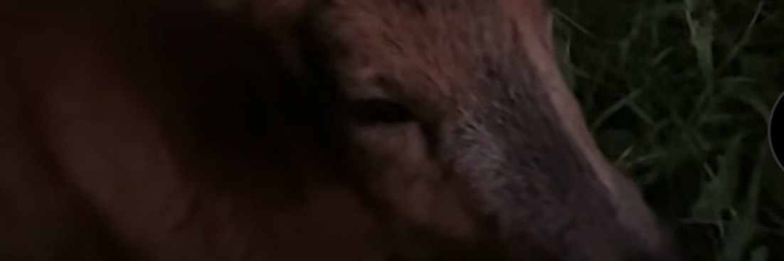 mockdoorcat's profile banner image