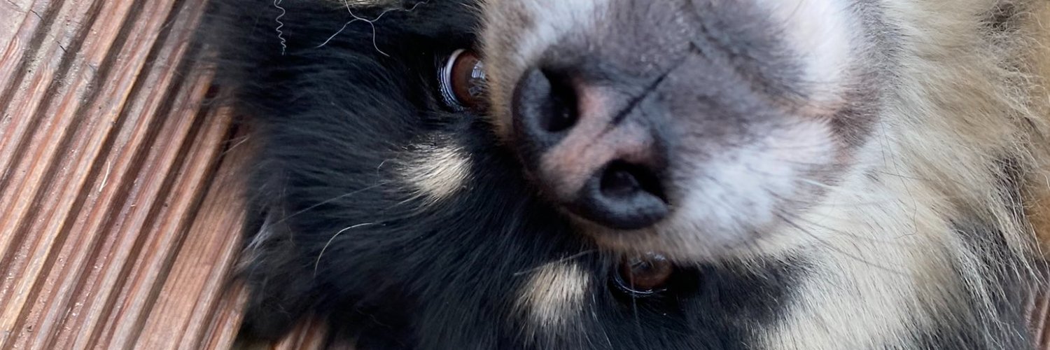 🌼🌺 LDShadowLady 🌺🌼 banner