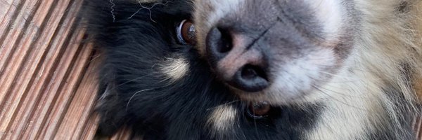 LDShadowLady Profile Banner