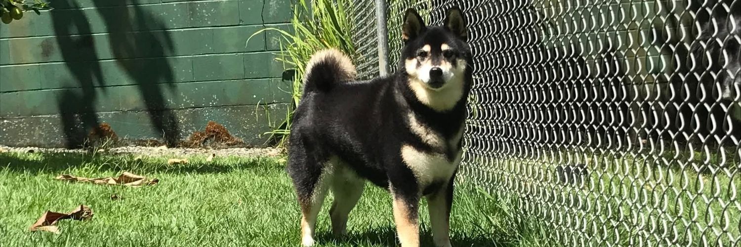 Mike Foster🌴🥥 banner