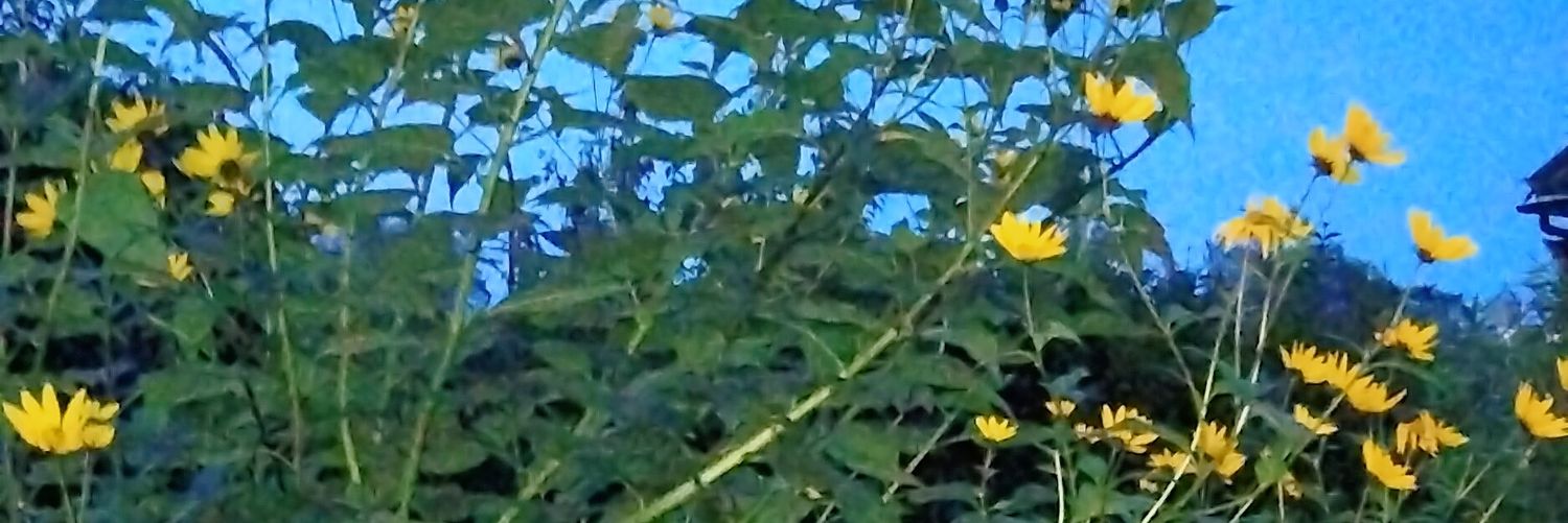 Dr Jon Wolf Mueller banner