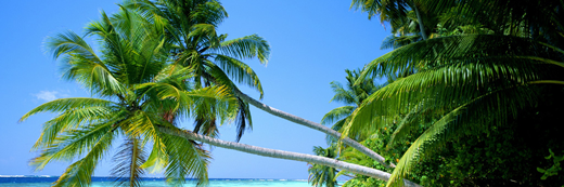 IowaTropical's profile banner image
