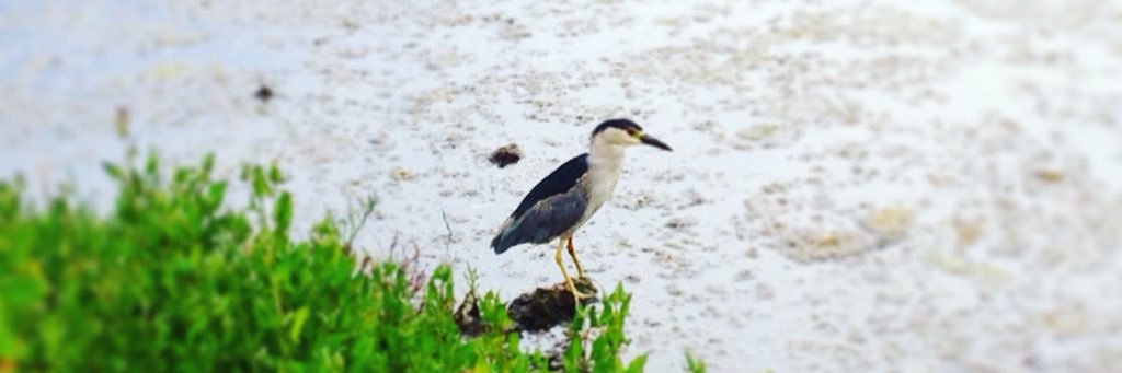 Lacey N. Dunham: debut THE BELLES -S&S/Atria, 2025 banner