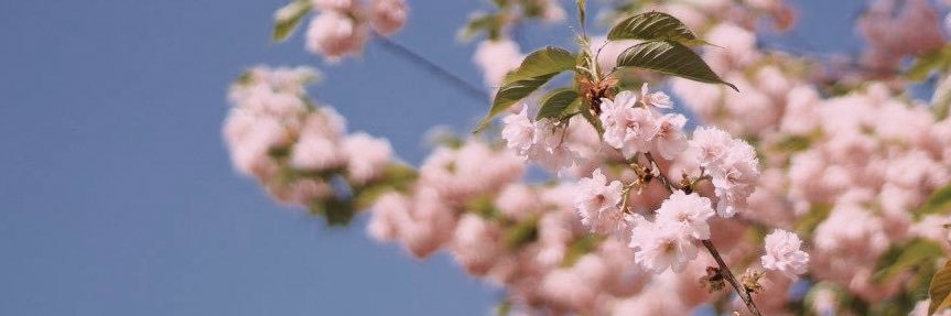 kmschuster's profile banner image