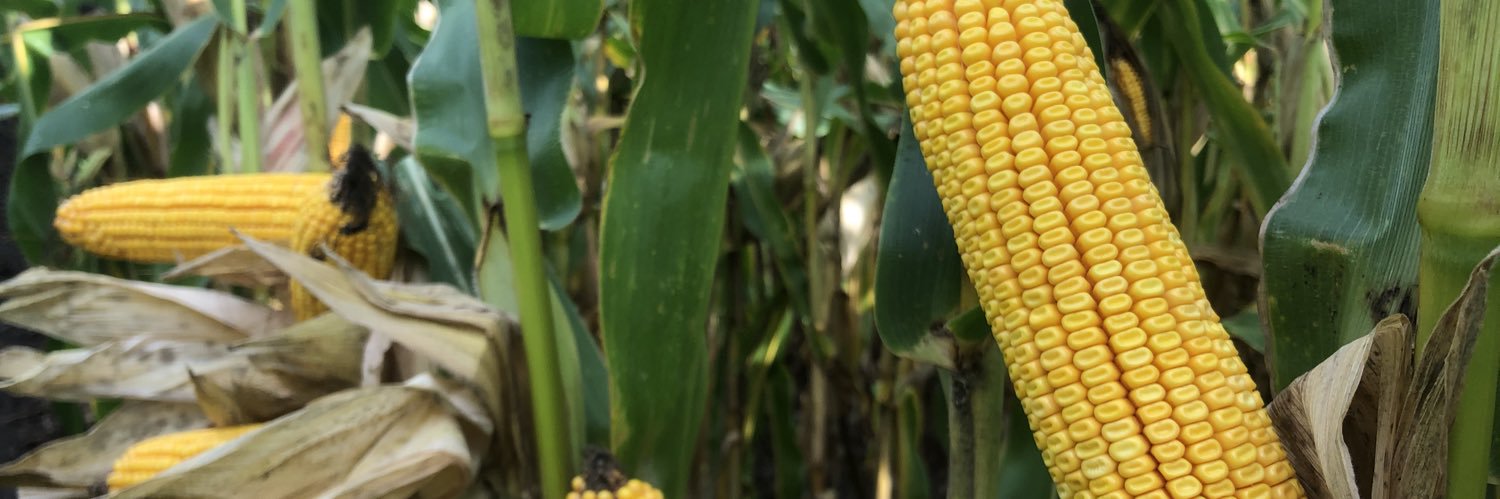 Crystal Williams banner