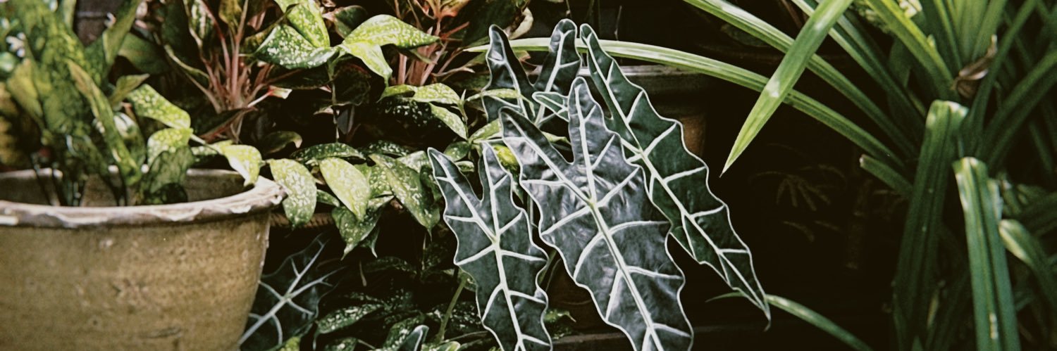 ❤️ banner