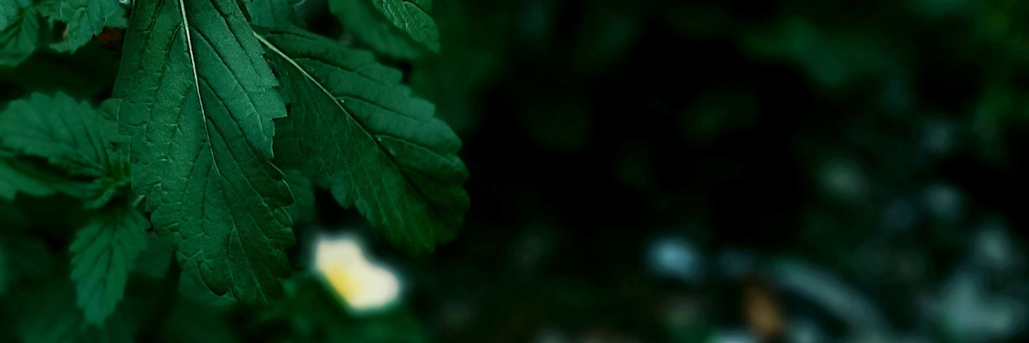 eilanola_'s profile banner image