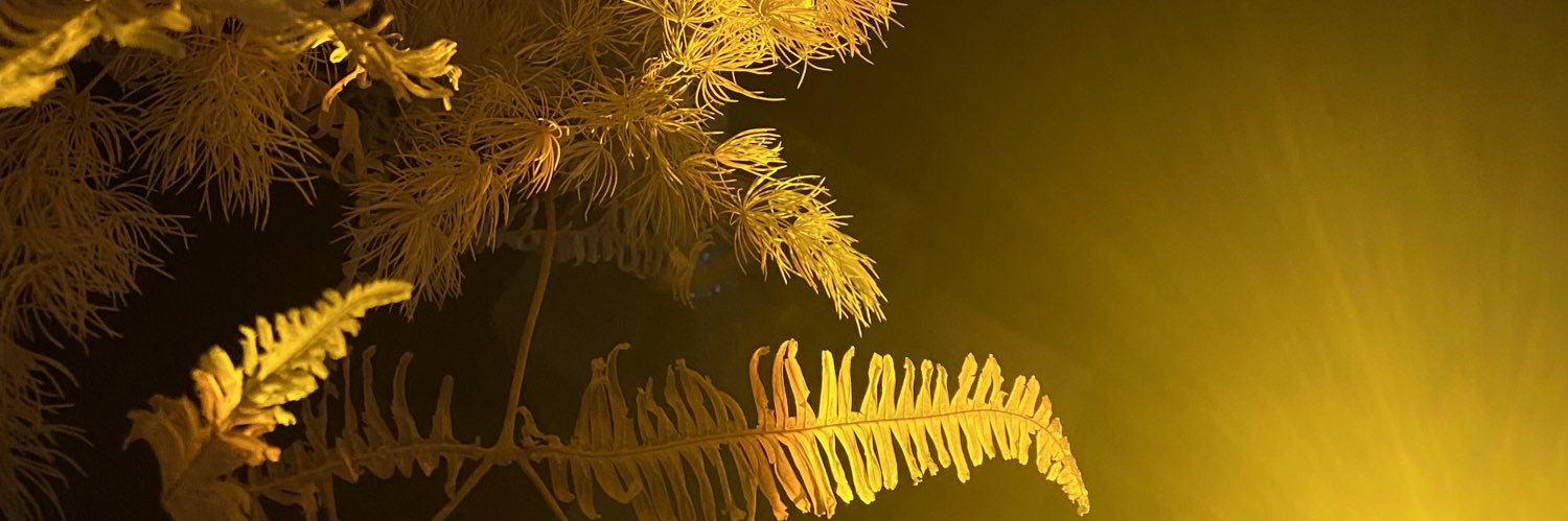 L E V Y banner