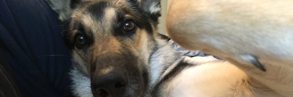TJSnyder21's profile banner image