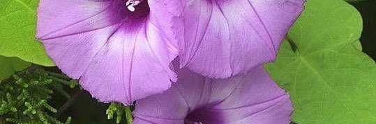 MAJ banner