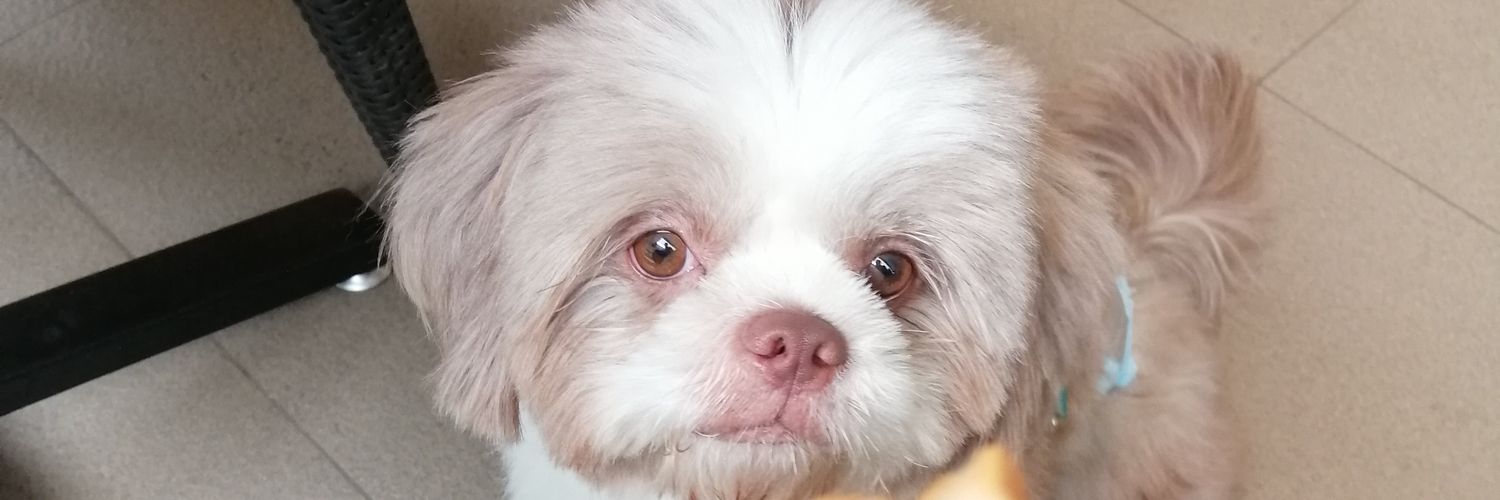 dizzyocho03's profile banner image