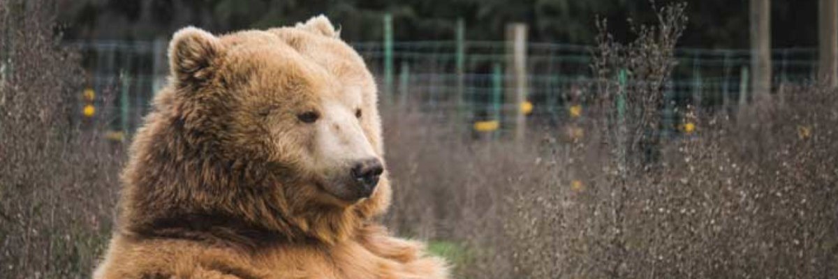 Beearger's profile banner image