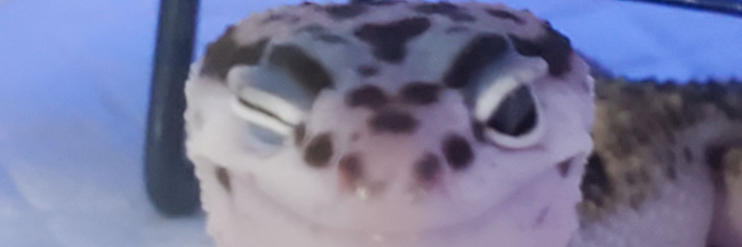 aqua_mitsuien's profile banner image