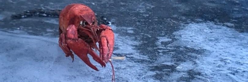 crawmarex's profile banner image