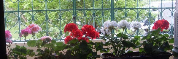 Dymeczka's profile banner image