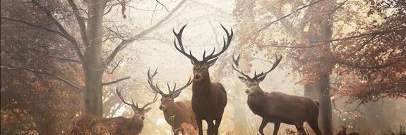 Petrus 🇫🇷🇺🇦 banner