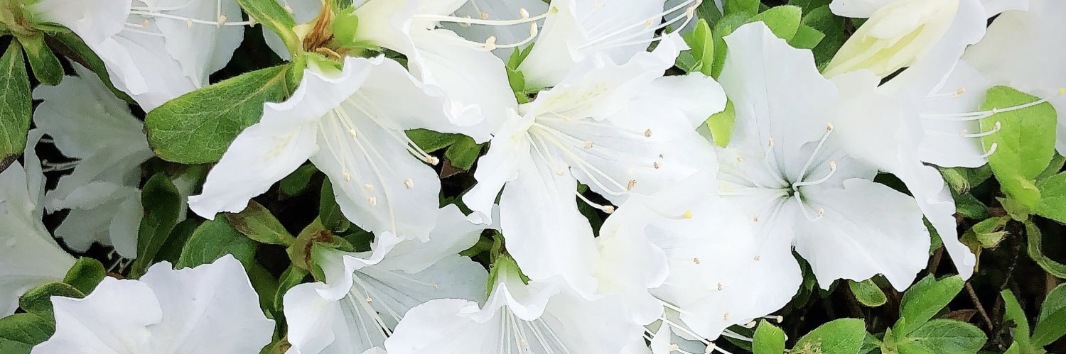 LISA_PARKINS's profile banner image