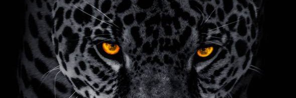 PNasric's profile banner image