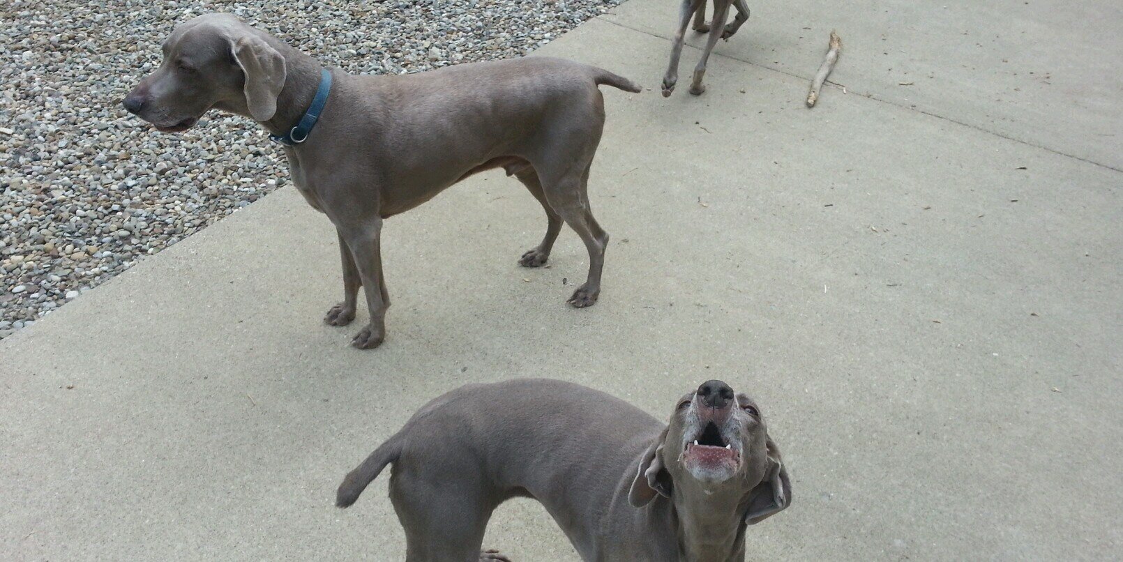 Matthew Reneker banner