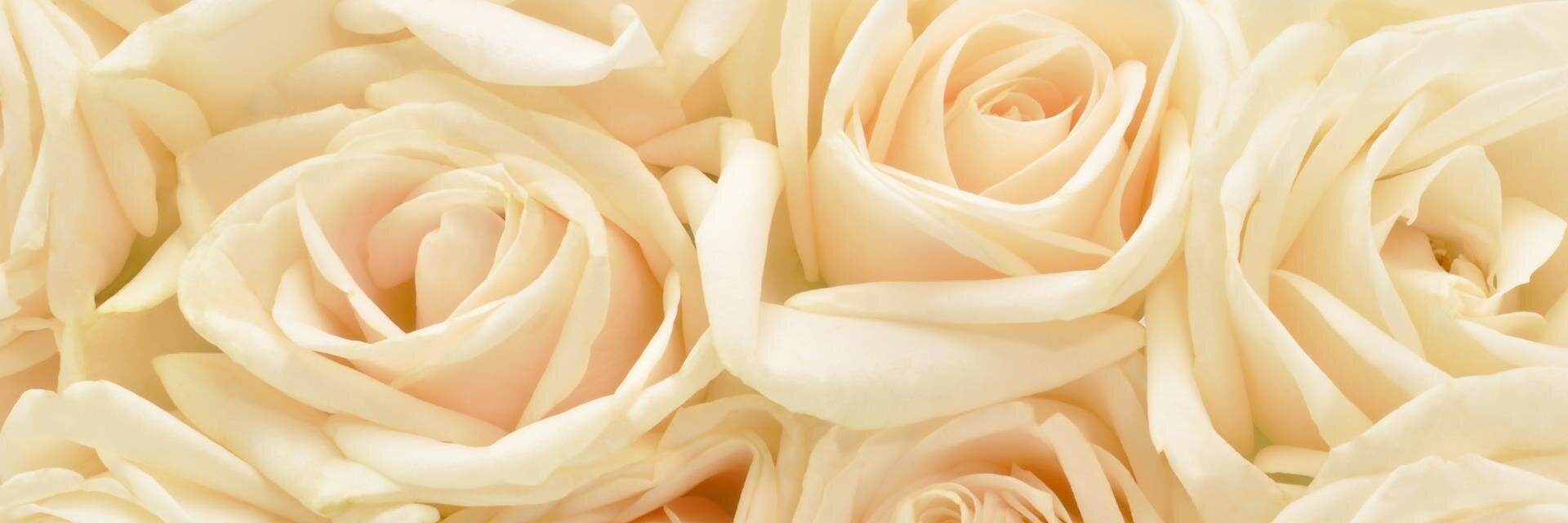 RiseoftheRoses's profile banner image