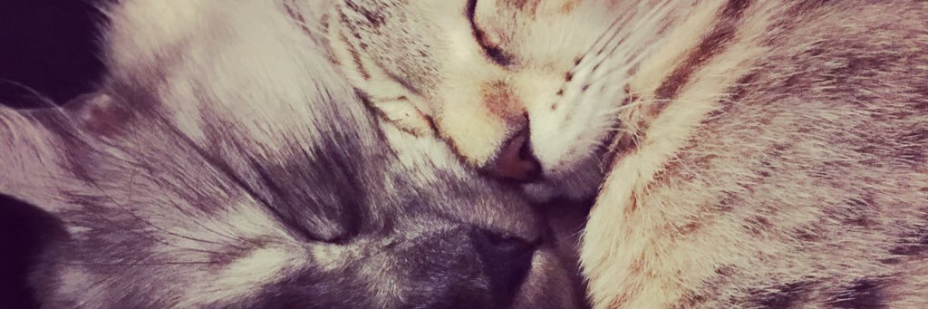 itsthequeenbee's profile banner image