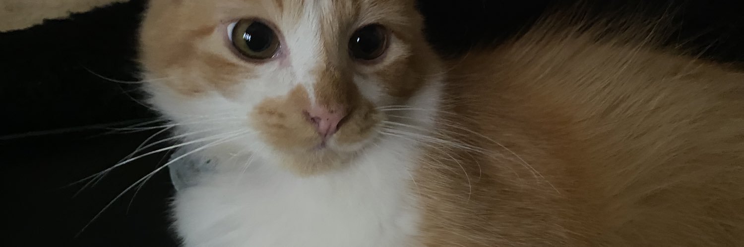 venusbaeee's profile banner image