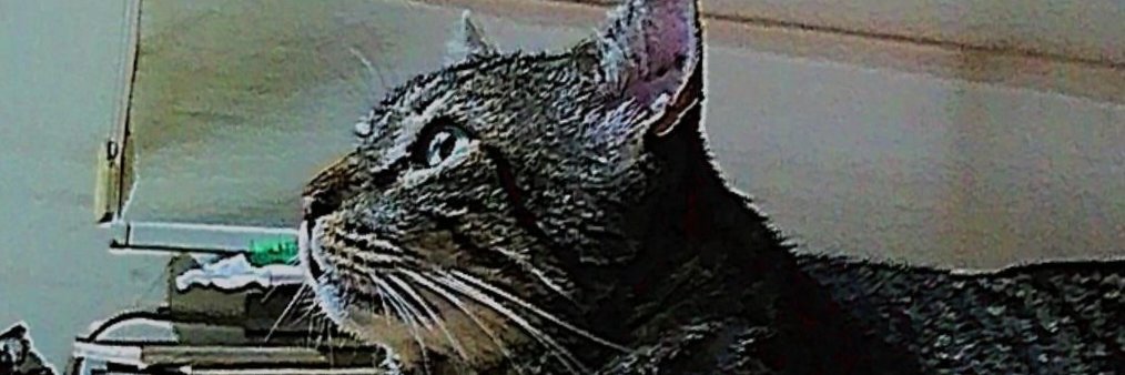 SaskiaTS's profile banner image