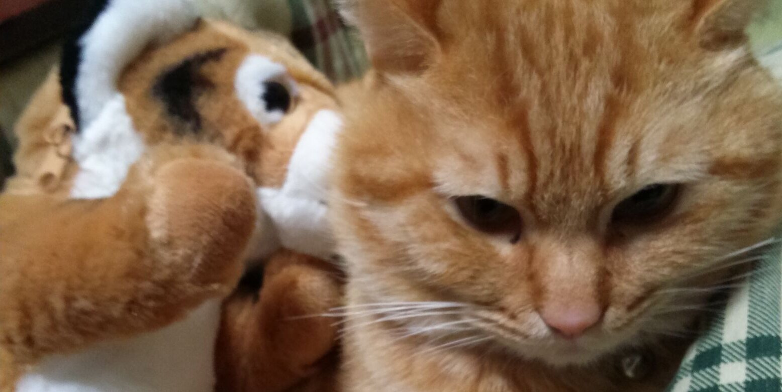 catdevilM's profile banner image