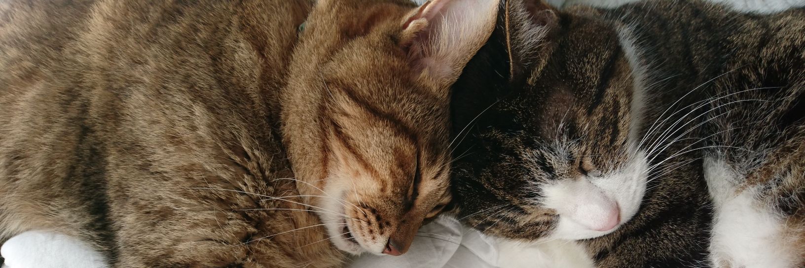 1101_cat's profile banner image